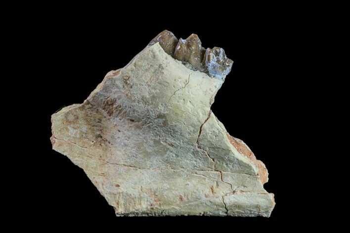 Oreodont (Merycoidodon) Jaw Section - South Dakota #157357